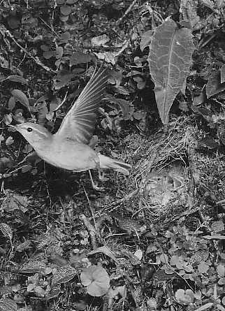 Arctic warbler Phylloscopus borealis