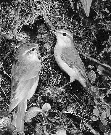 Arctic warbler Phylloscopus borealis