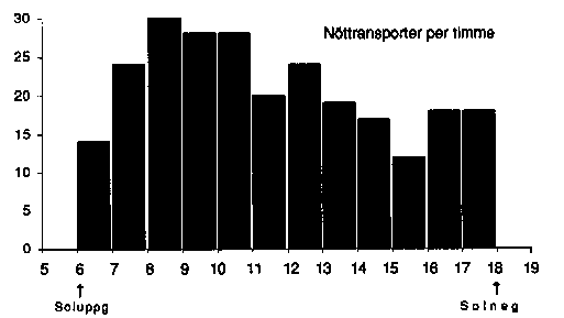 Ntkrka Nucifraga caryocatactes fyller p sitt vinterfrrd