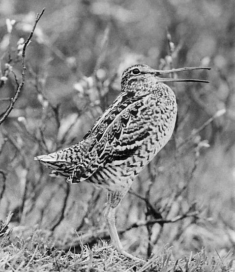 Gallinago media Dubbelbeckasinen 