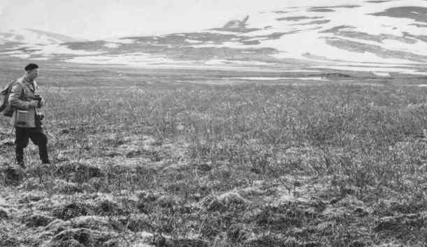 Display ground Great Snipe Gallinago media at  Sveipa Sweden 