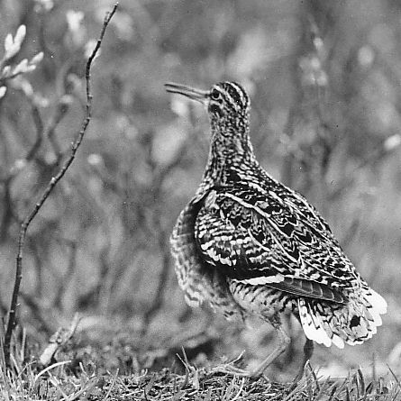 Gallinago media Dubbelbeckasinen vid Sveipa