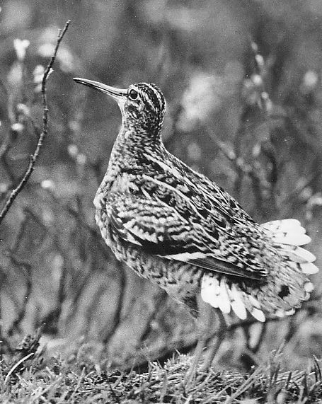 Gallinago media Dubbelbeckasinen vid Sveipa