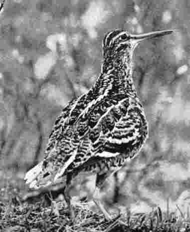 Great Snipe Gallinago media at  Sveipa Sweden 