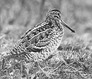 Great Snipe Gallinago media at  Sveipa Sweden 