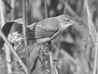 Trastsngaren Acrocephalus arundinaceus