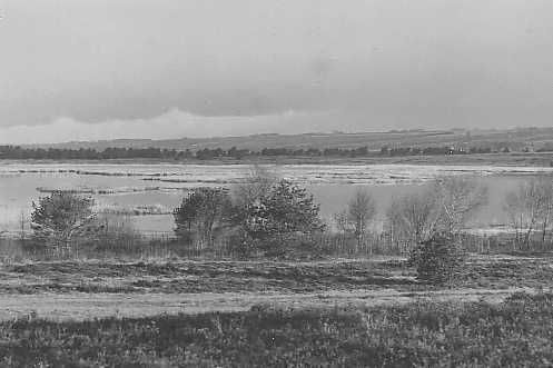 Krankesjn 