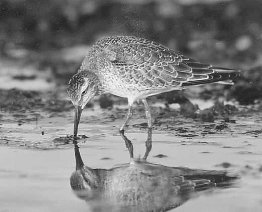 Calidris canutus kustsnppa vid Morups Tnge