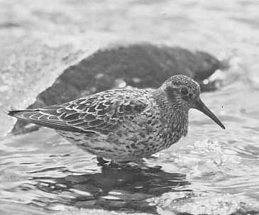 Skrsnppa Calidris maritima