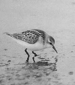 Det Sker Blott En Gang [1951]