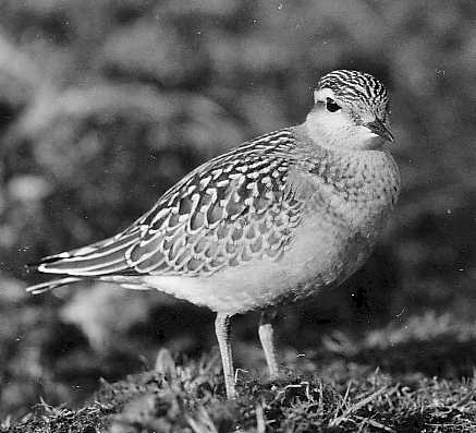 Golden Plover 