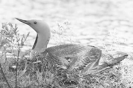 Smlommen (Colymbus stellatus)